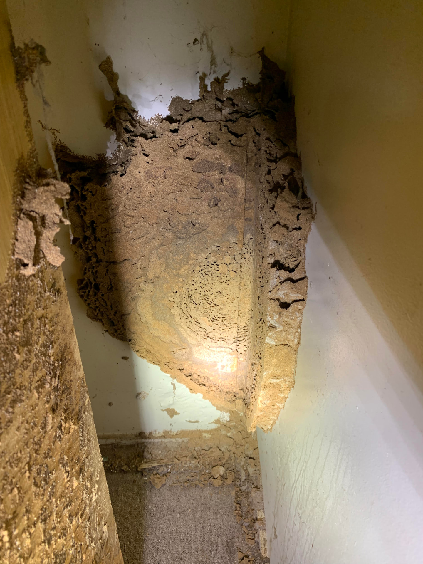 Termite mud leads and damaged plasterboard exposed in the corner of a wall inside a home